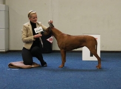Holly — Bundessieger Zuchtschau Dortmund